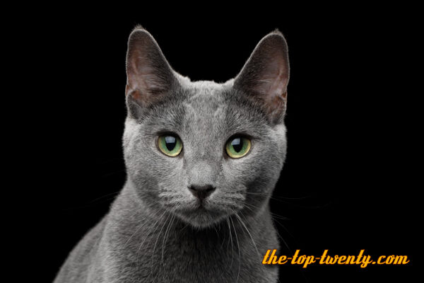 Russian Blue cat